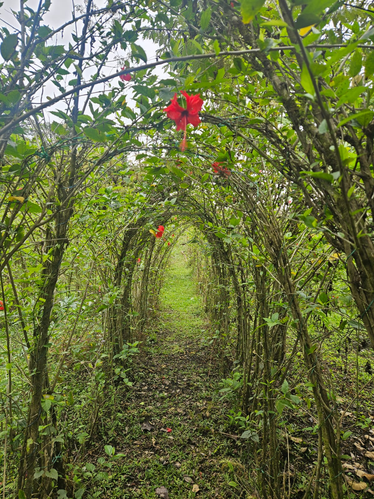 Senderos en la selva